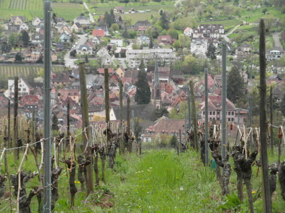 Vue sur Ribeauvill&eacute;