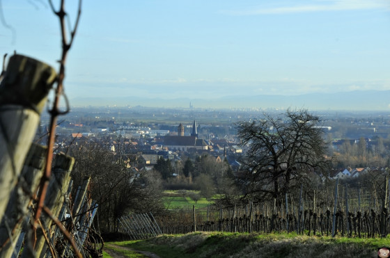 Vue sur Rosheim