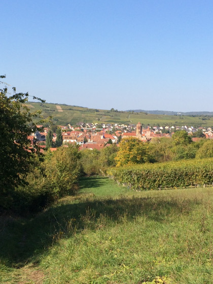 Vue sur Rosheim
