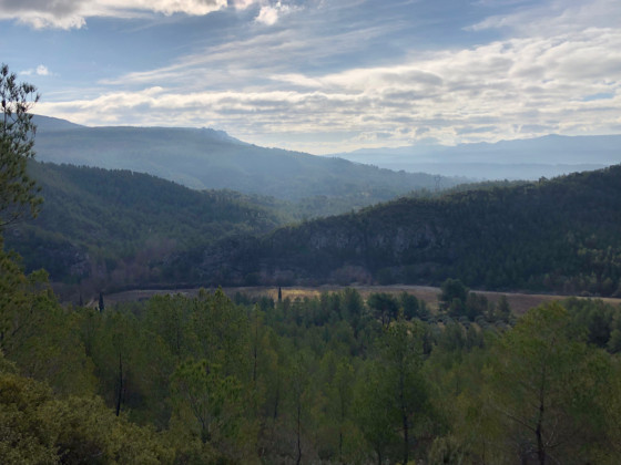 Vue sur un champ d’oliviers