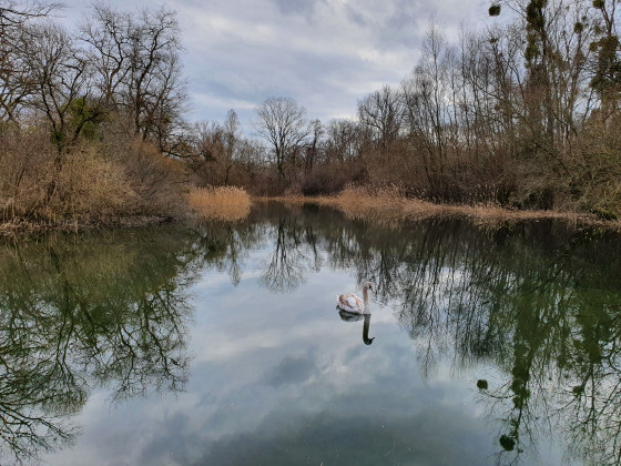 Vue sur un l\'un des bras et un cygne