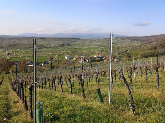Vue sur Westhoffen