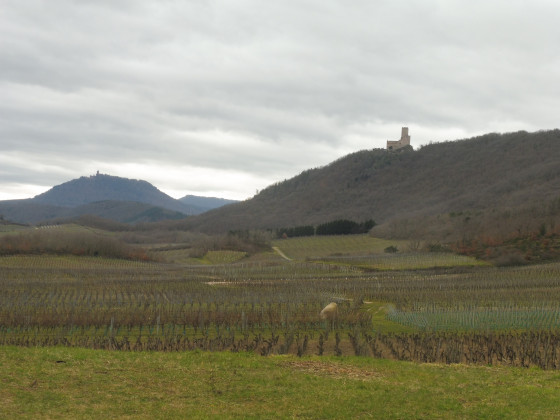 Vue vers le château de l'Ortenbourg