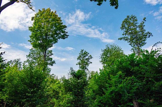 For&ecirc;t sur le versant est