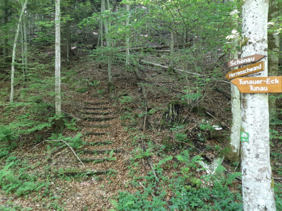 Waldpfad