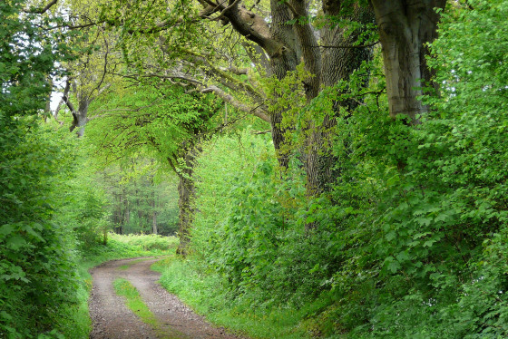 Wanderweg bei Osterby