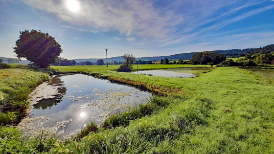 Weiher hinter Eckmannshofen