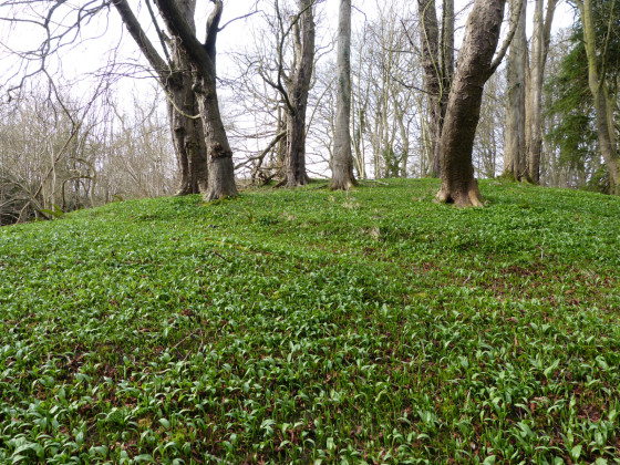Wild Garlic