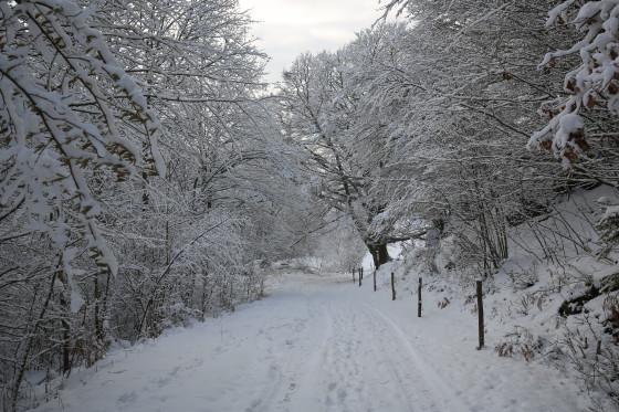 Winterwandern am Haselberg