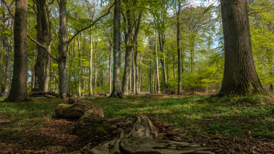 La forêt enchantée au bord de la Schlei