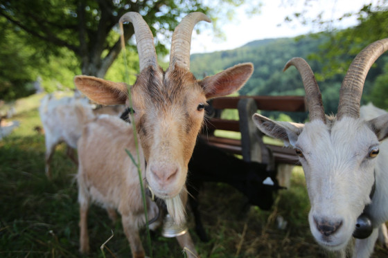 Ch&egrave;vres sur la colline du ch&acirc;teau