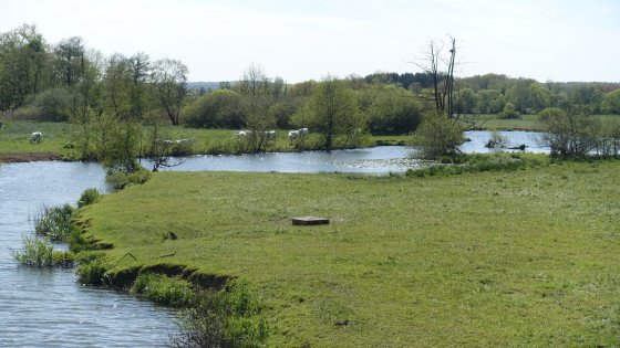 Zone humide de la Bourbeuse le long du canal
