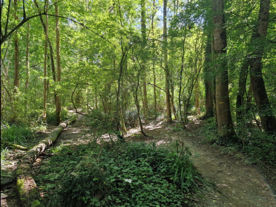 Zone humide le long du Ruisseau de Bonneval
