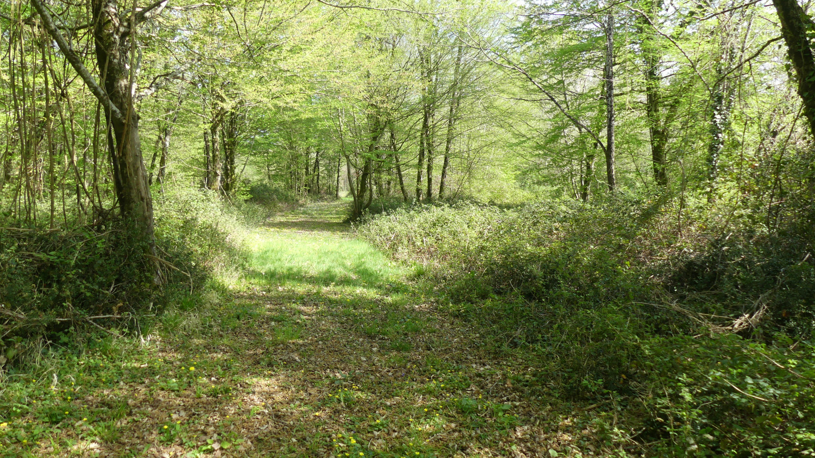 Bois de Montlambert