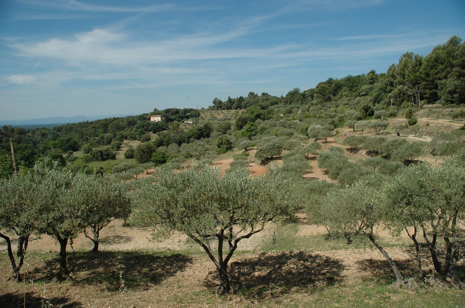 Ada Le Chemin De L Olivier Photo : Champ d'oliviers
