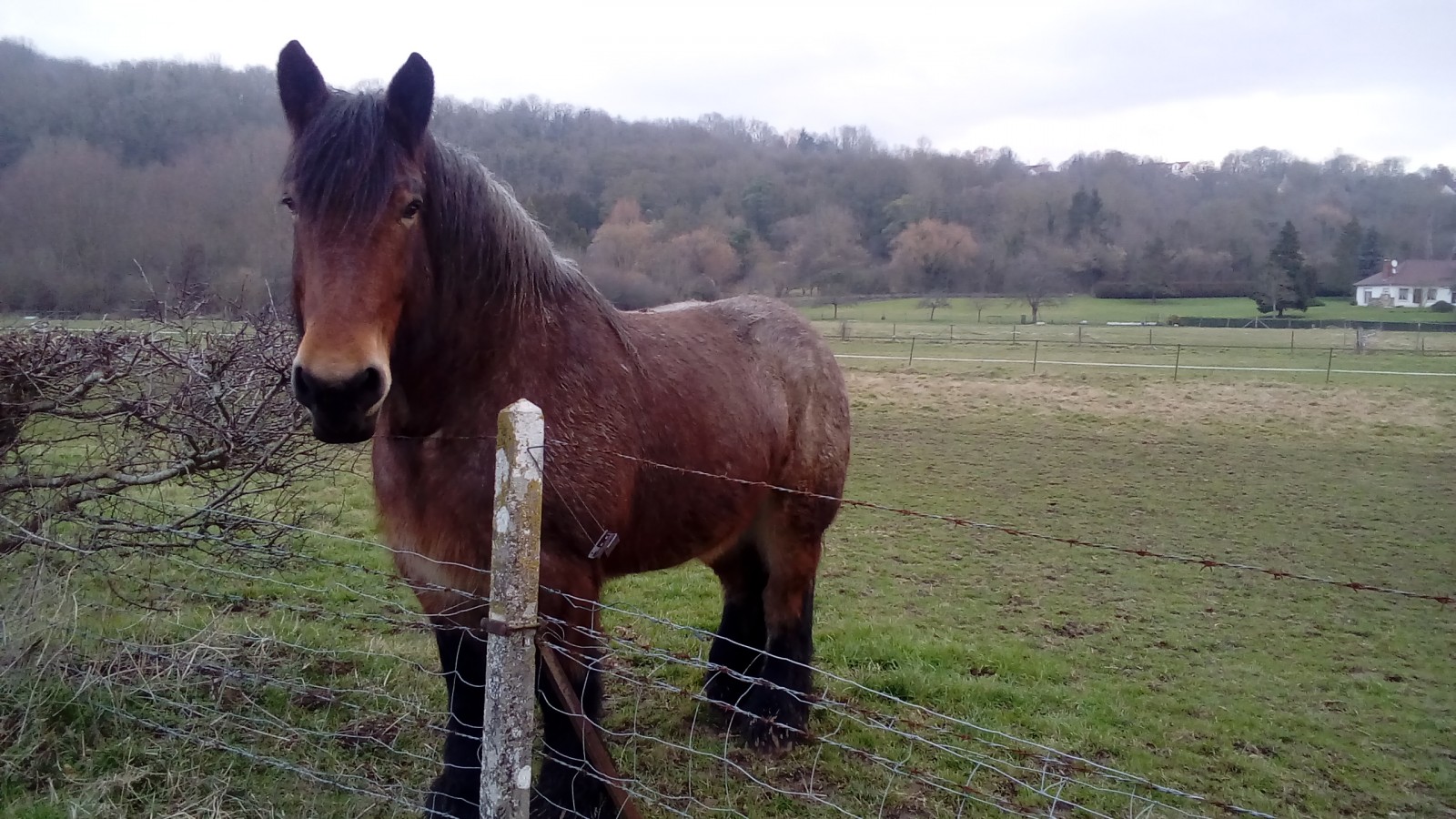 randonnee cheval de trait