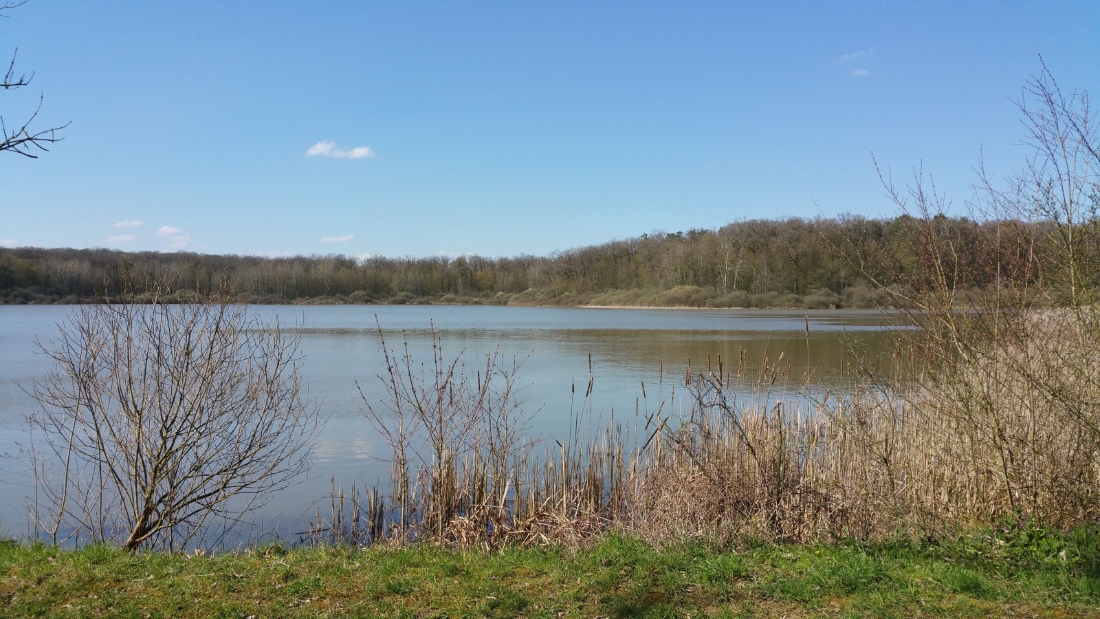 Photo Etang de BrinsurSeille et sa forêt L'étang 2