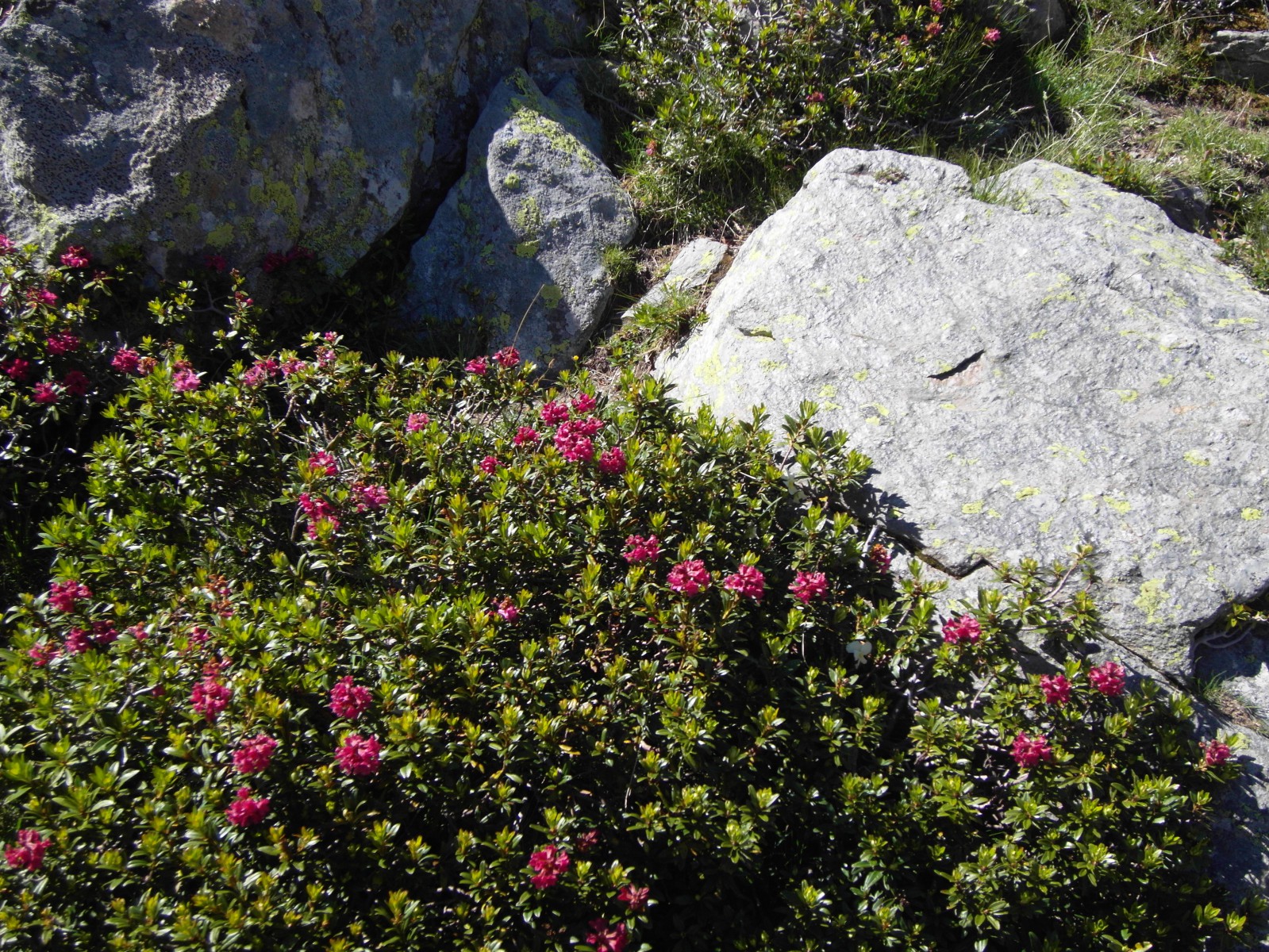 Photo : fleur de juin