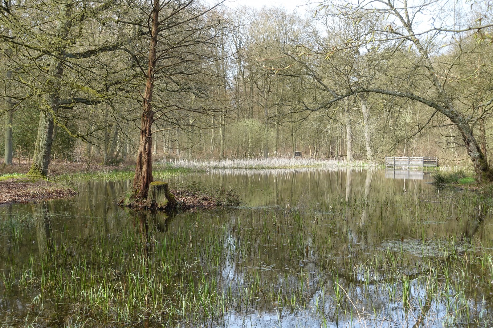 Rando célibataires — Dans la Forêt Domaniale de Roumare - Arboretum et Parc animalier