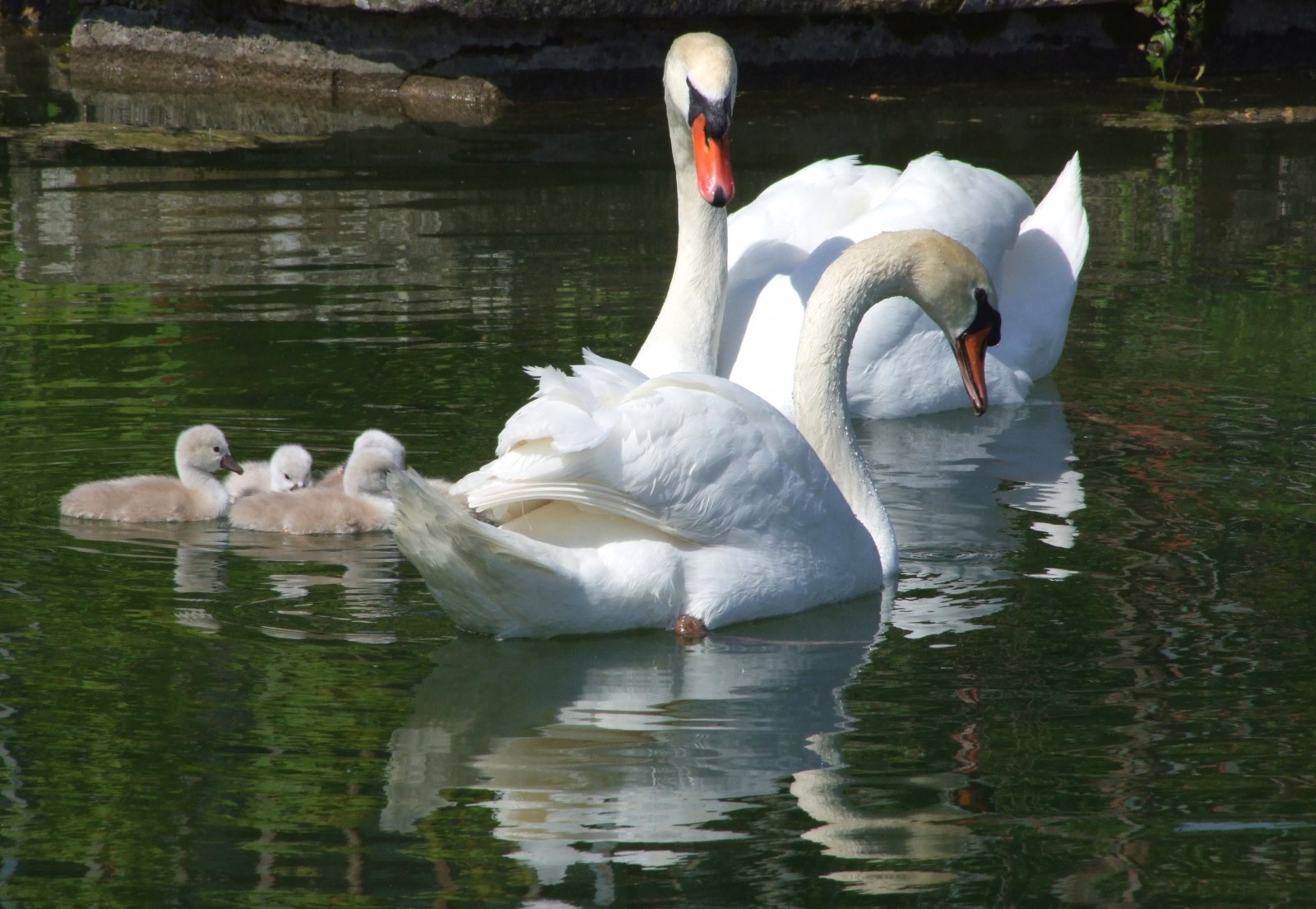 Photo Les cygnes en famille