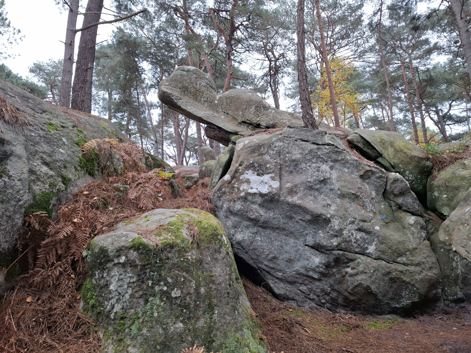 Forêt de Fontainebleau
