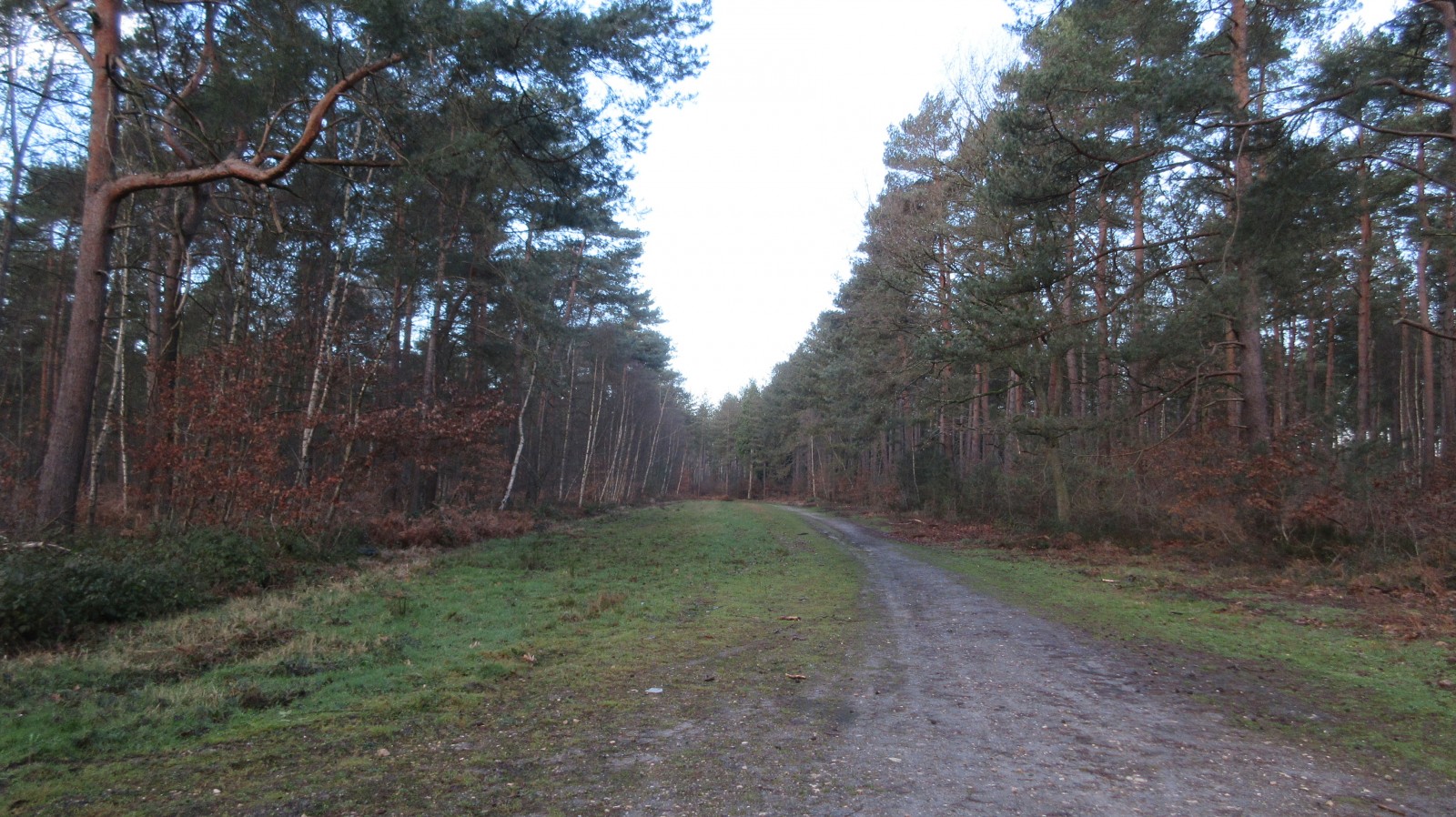 Photo Route forestière