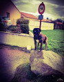 Johnny junior Lévis