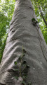 Un "arbre ondé"