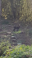 Chamois Chamois