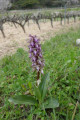 Orchidée
