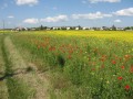 Colza et coquelicots