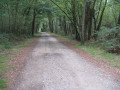 Bois des Vernou.Chemin des Cochons.