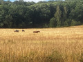 1e espace de poneys