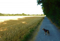 1er chemin à travers la campagne.