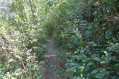 Sentier envahi par le laurier-tin