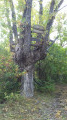 Mirador