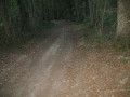 Chemin en forêt