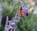 Zygène à col rouge (Zygaena Fausta)
