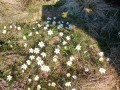 a chaque saisons ses fleurs