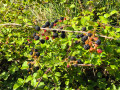 A huge blackberry harvest along the road at the summit