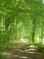 Sart-Custinne, ses forêts et la vallée de la Houille