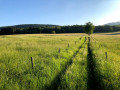 À l'entrée de la prairie
