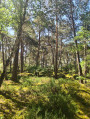 &Agrave; l'ombre de tr&egrave;s beaux arbres