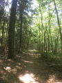 A la limite des sapins