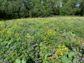 A lovely wild flower meadow