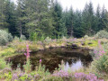 A pond