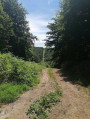 À proximité de la route forestière des Limousins