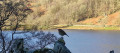 A robin admiring the view