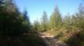 A travers la jeune forêt A travers la jeune forêt