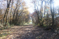 A travers le Grand Bois
